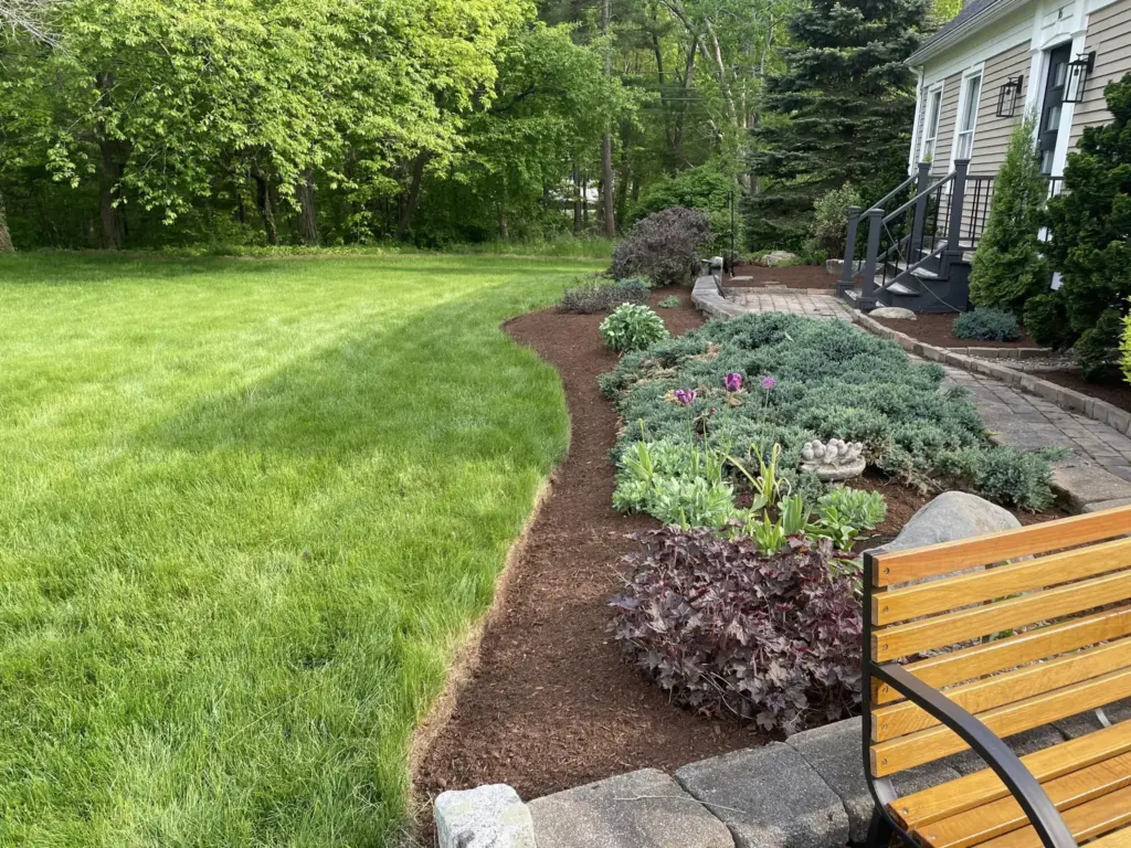 Curved edge between mowed grass and mulched planting bed with shrubs in a suburban backyard.