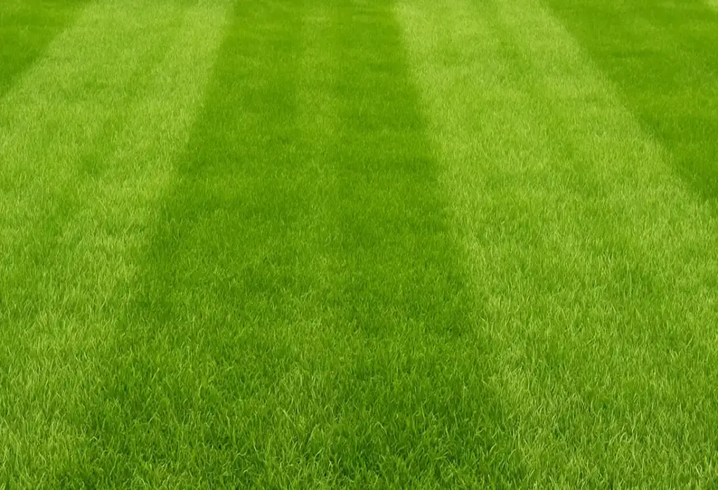 Close view of a residential lawn with crisp mowing stripes and rich green grass.